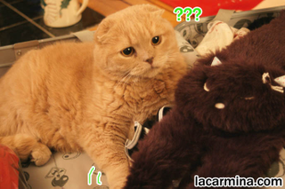 Illustration for article titled Die Katzen: Your Guide to German Loanwords